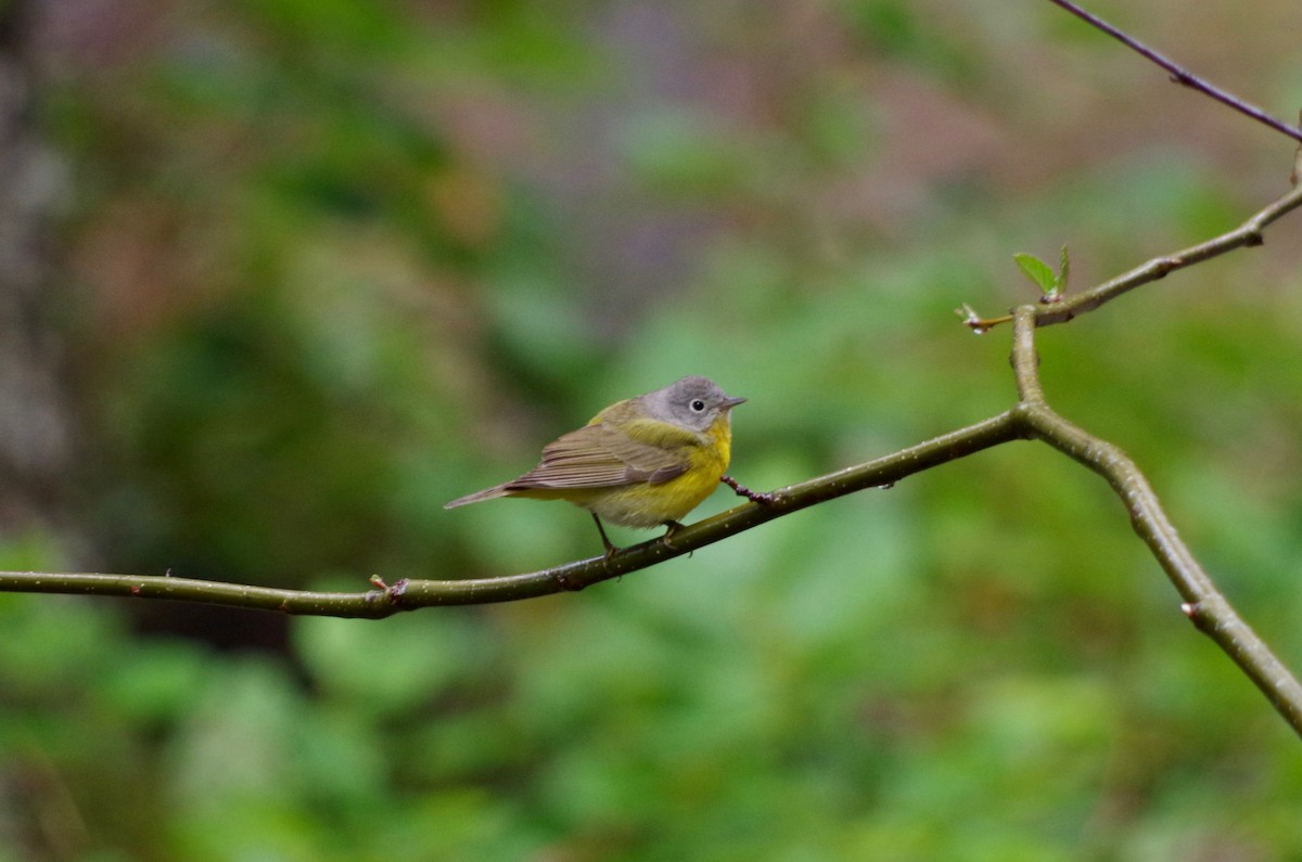 Nashville Warbler - ML55931501