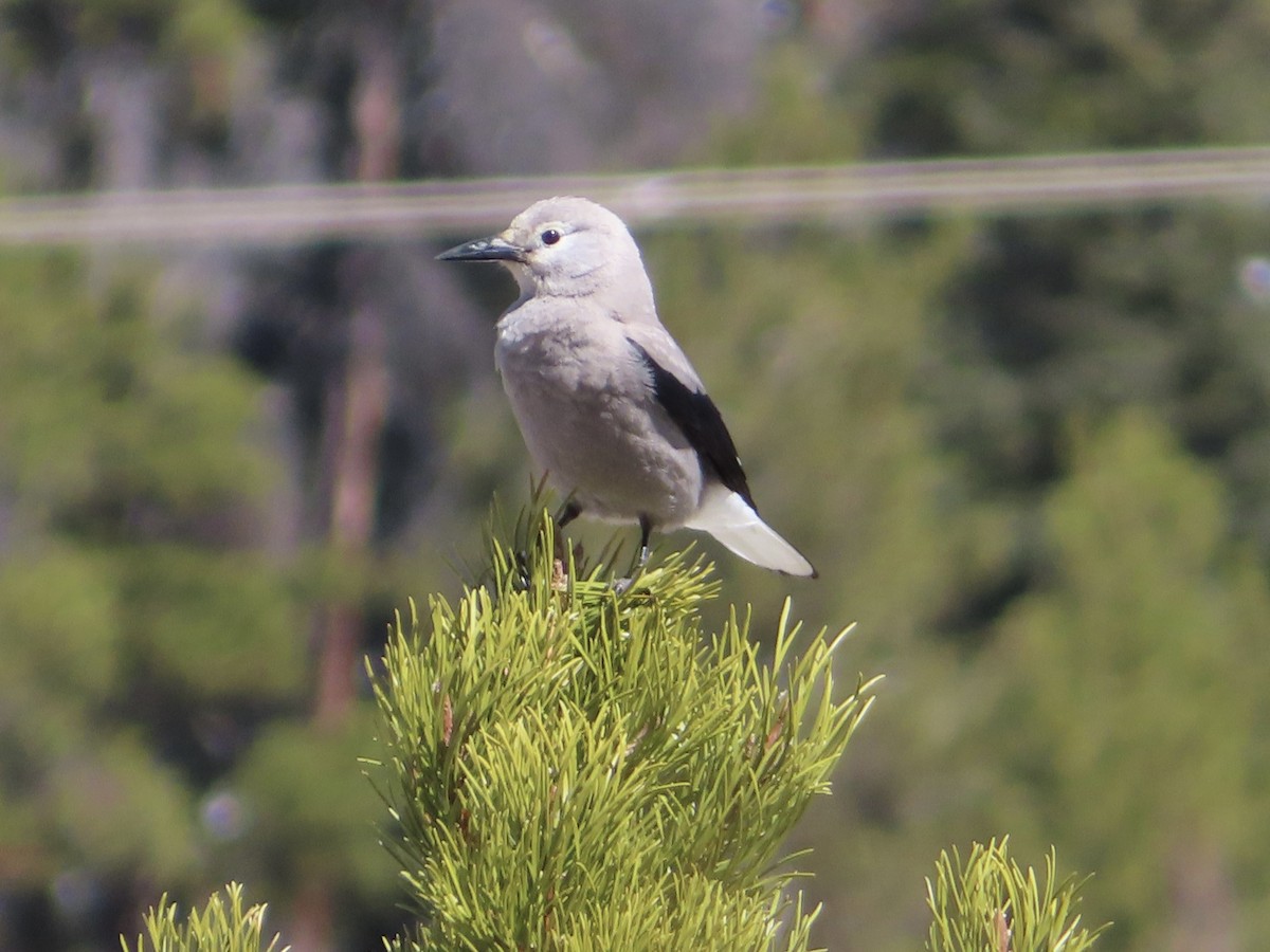 Clark's Nutcracker - ML559315051