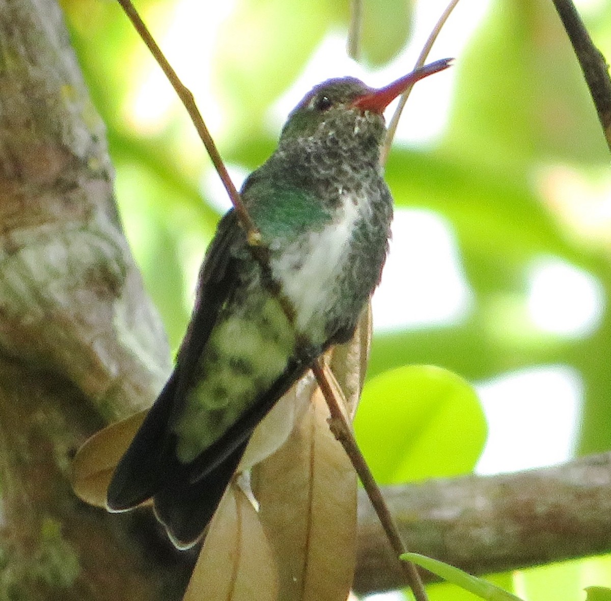 Glittering-throated Emerald - ML559315331