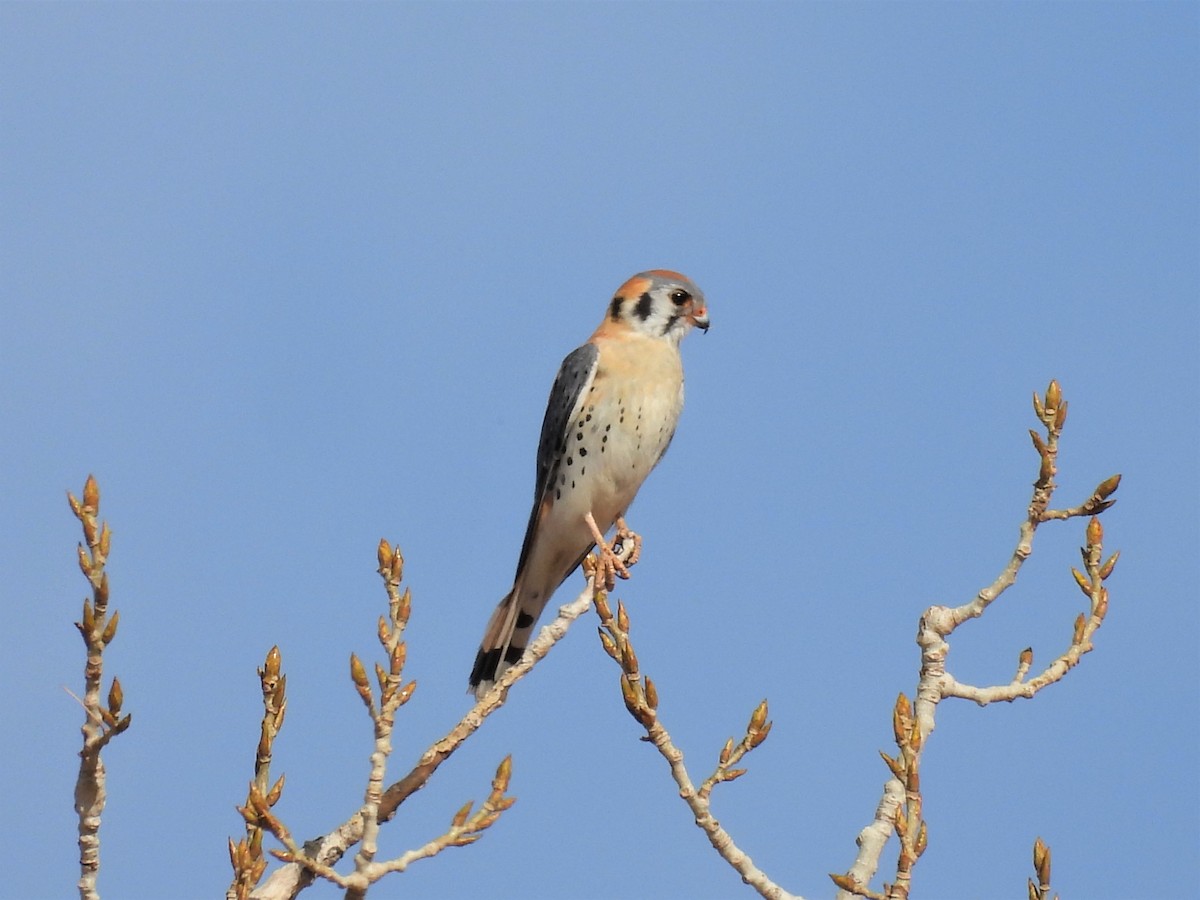 American Kestrel - ML559316171