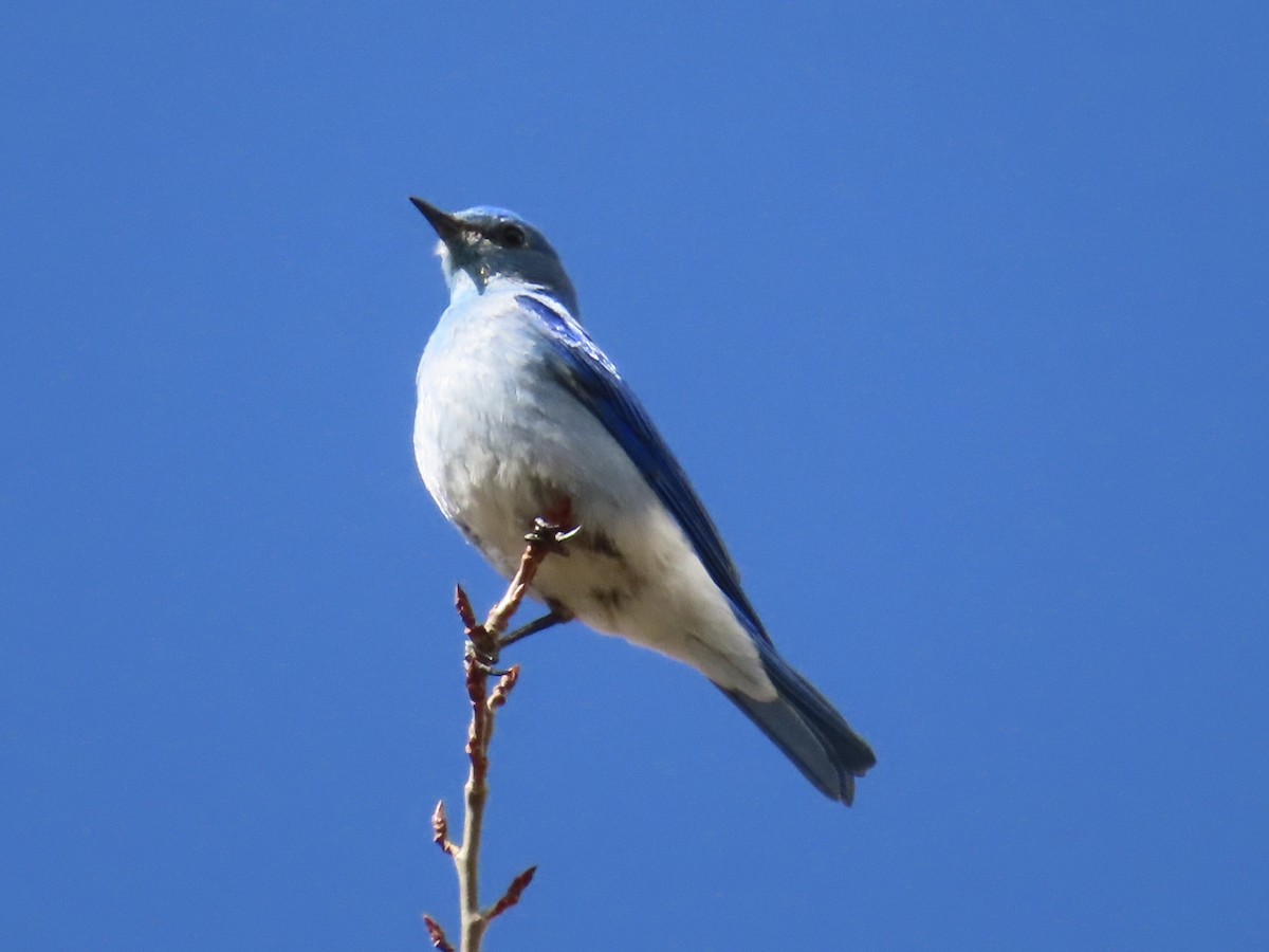 Mountain Bluebird - Art Hudak