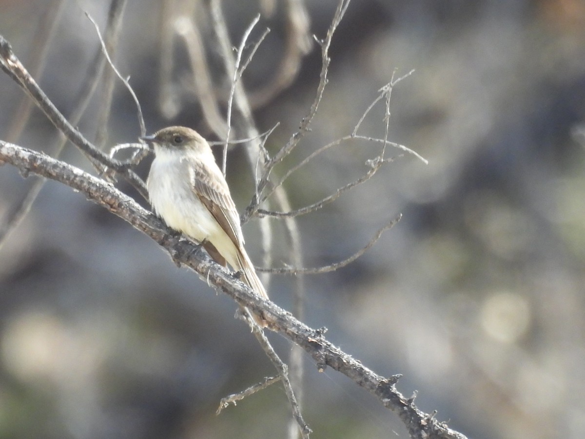 Eastern Phoebe - ML559316251