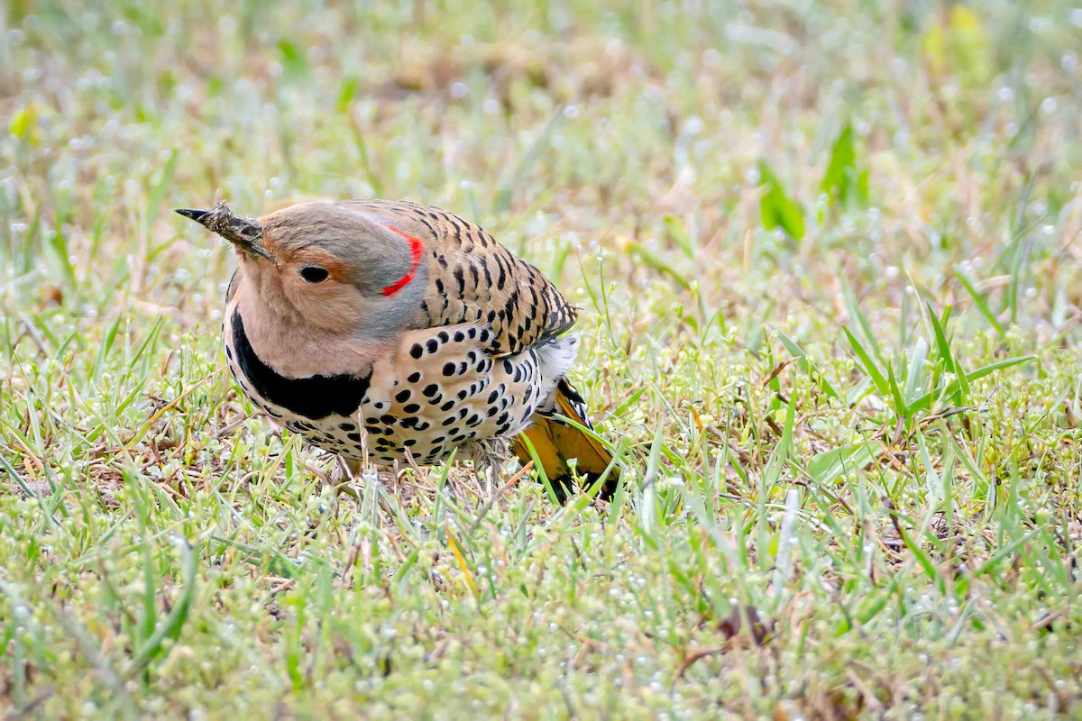 Northern Flicker - Steven Lasley