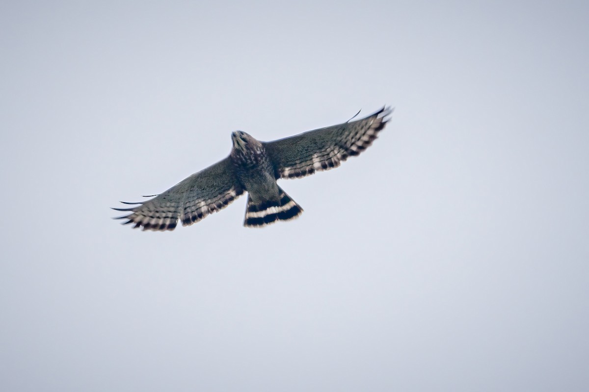 Broad-winged Hawk - Steven Lasley