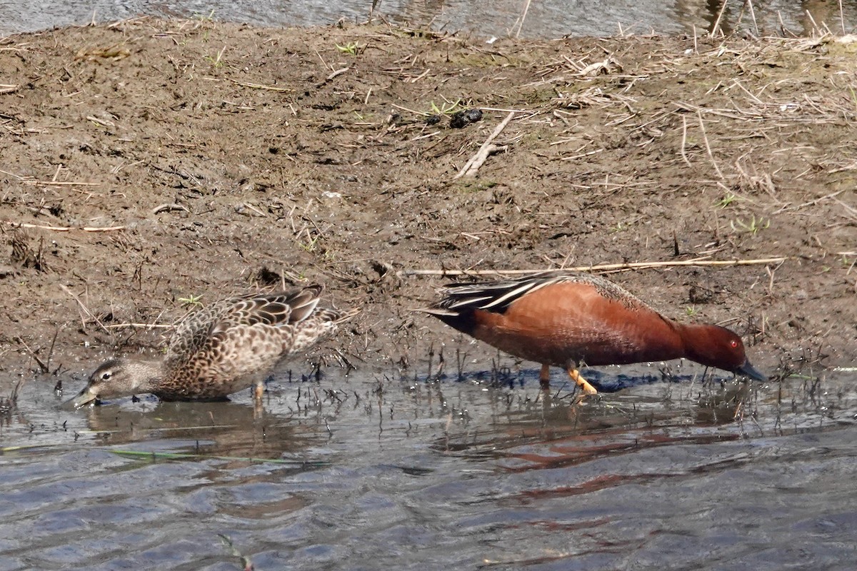 アカシマアジ - ML559316431