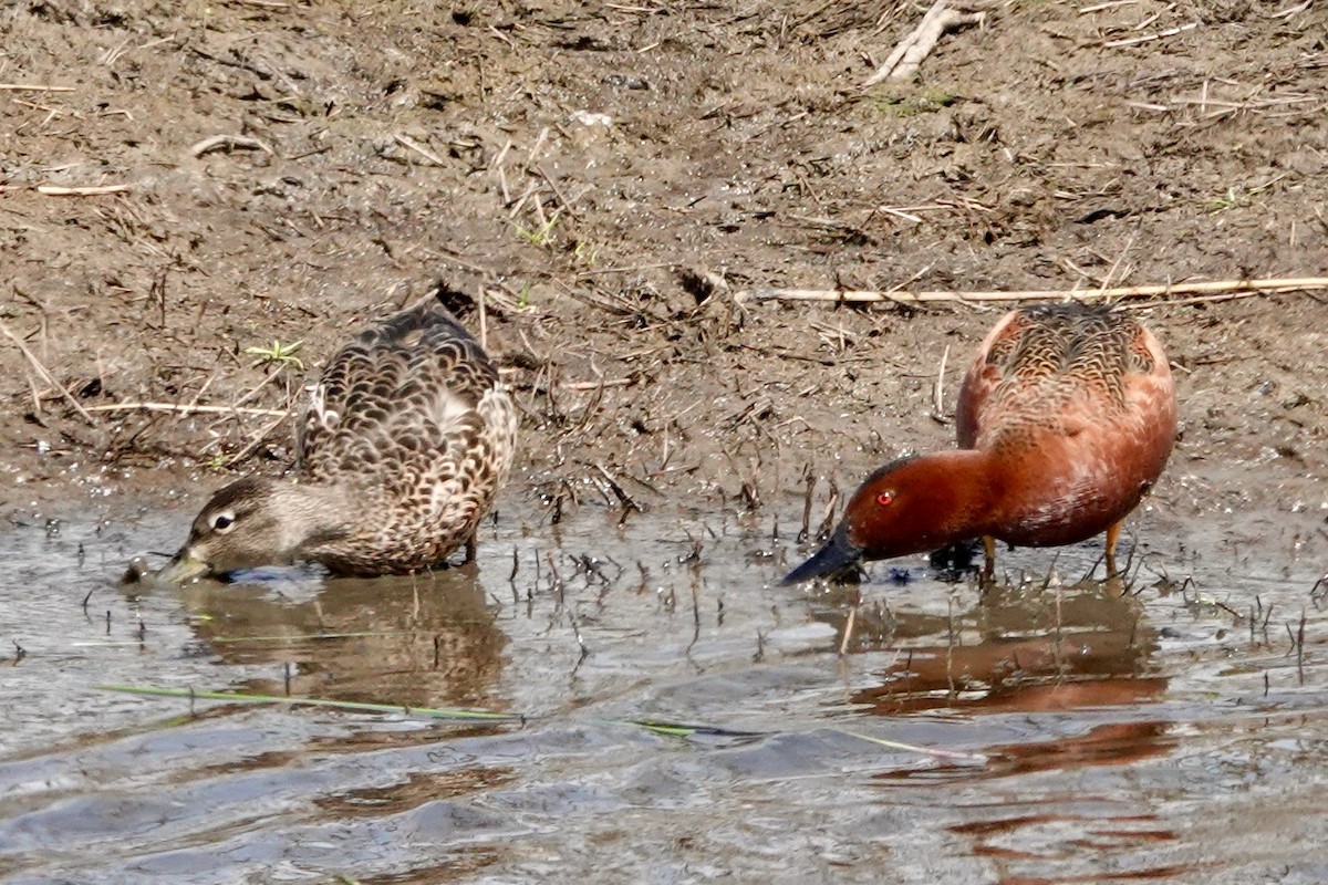 アカシマアジ - ML559316441