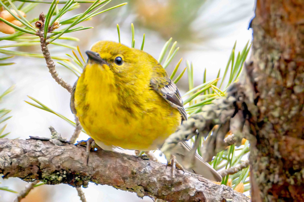 Pine Warbler - ML559316651