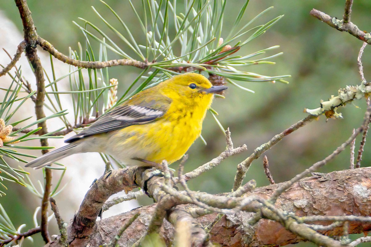 Pine Warbler - ML559316811