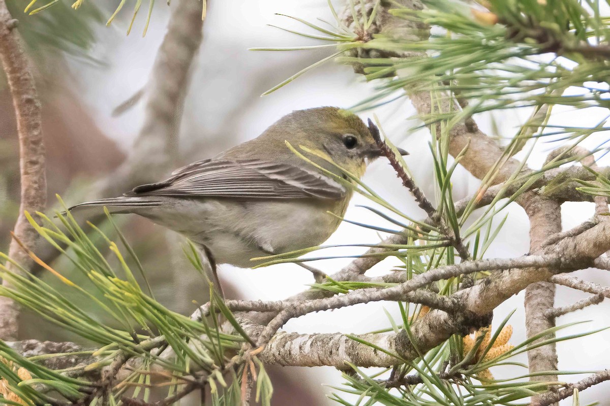 Pine Warbler - ML559316841