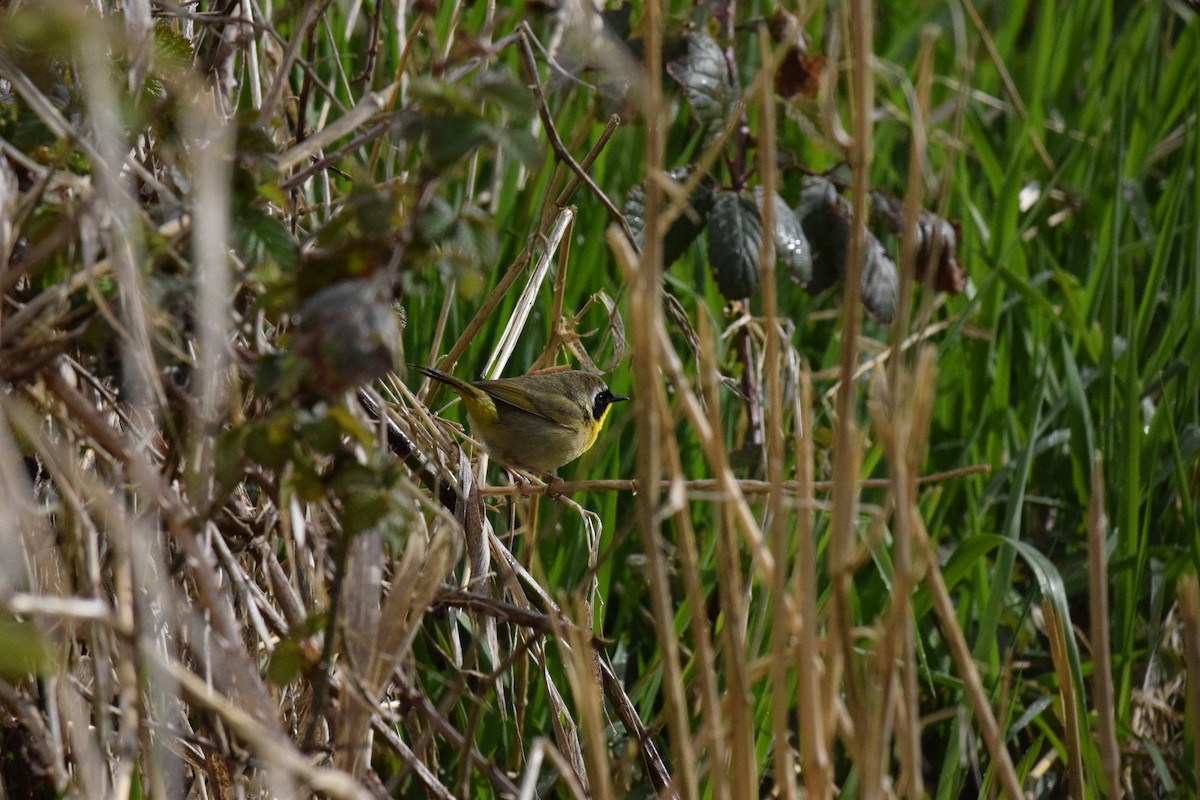 Common Yellowthroat - ML559317171