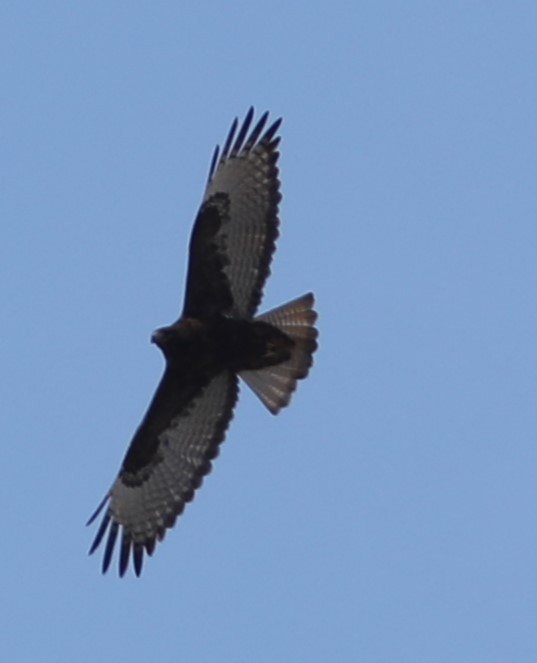 Red-tailed Hawk (calurus/abieticola) - ML559317521