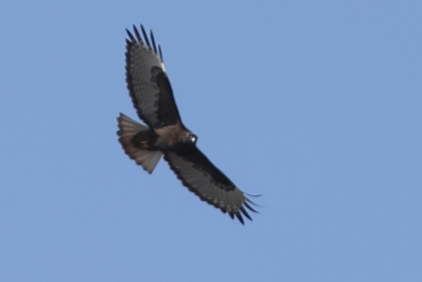 Rotschwanzbussard (calurus/abieticola) - ML559317531