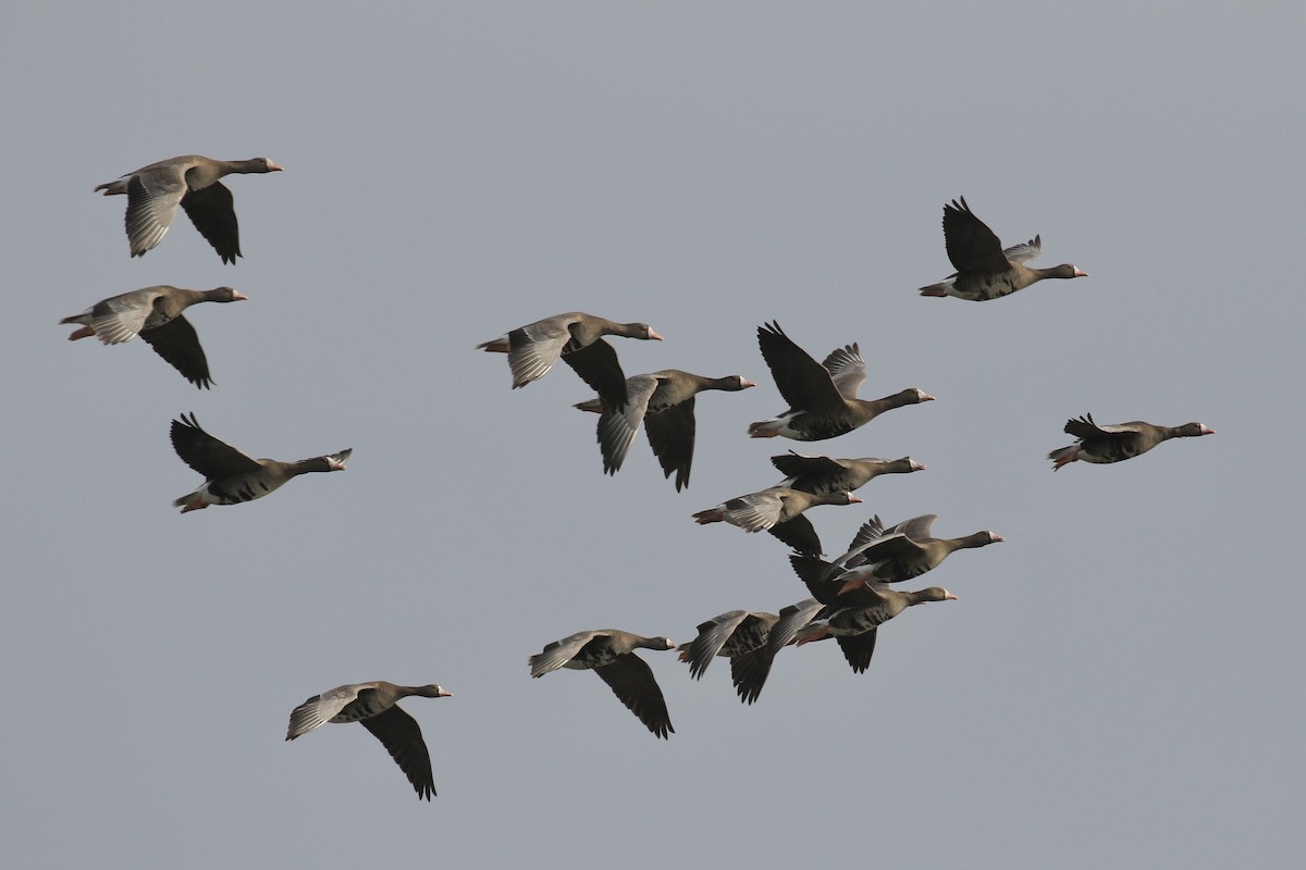 Greater White-fronted Goose - ML559317551
