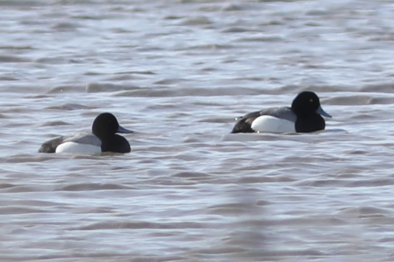 Greater Scaup - ML559317731