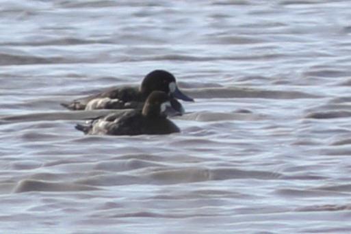 Greater Scaup - ML559317741