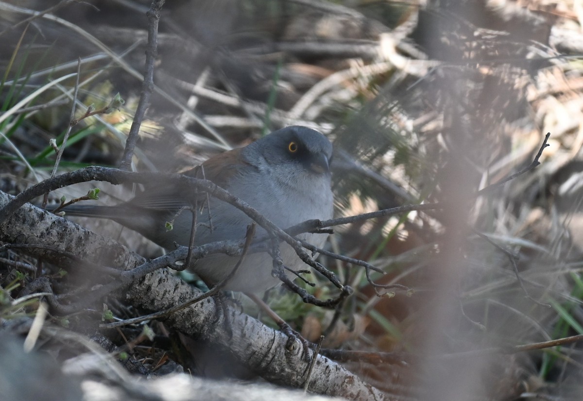 Yellow-eyed Junco - ML559318511