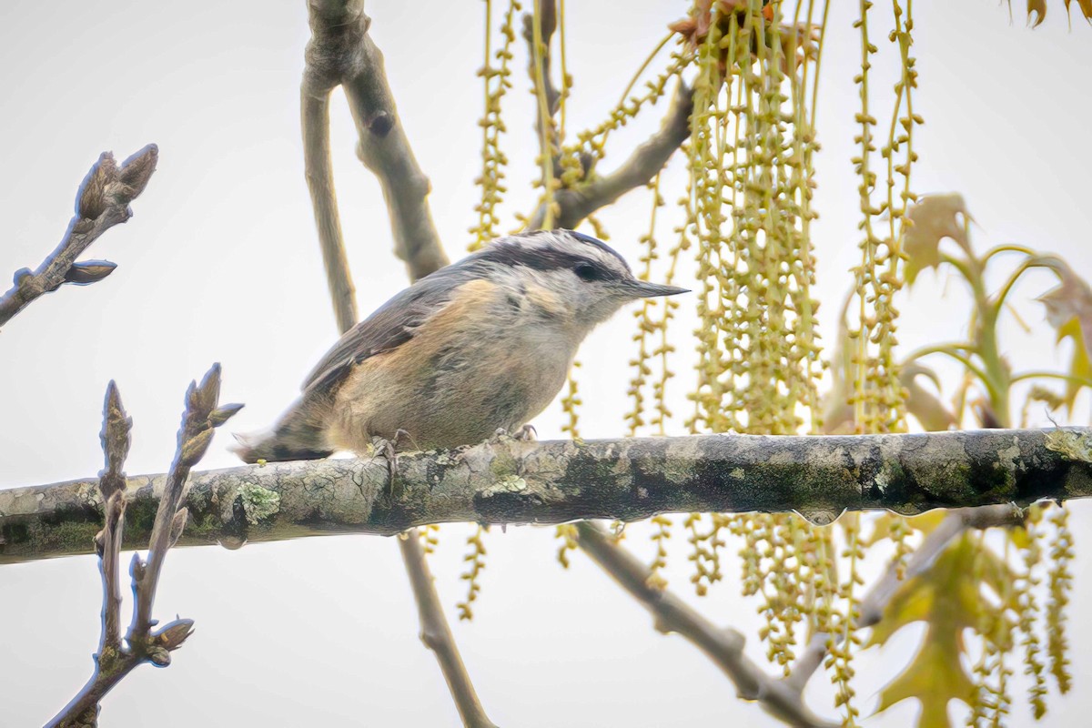 Red-breasted Nuthatch - ML559318561