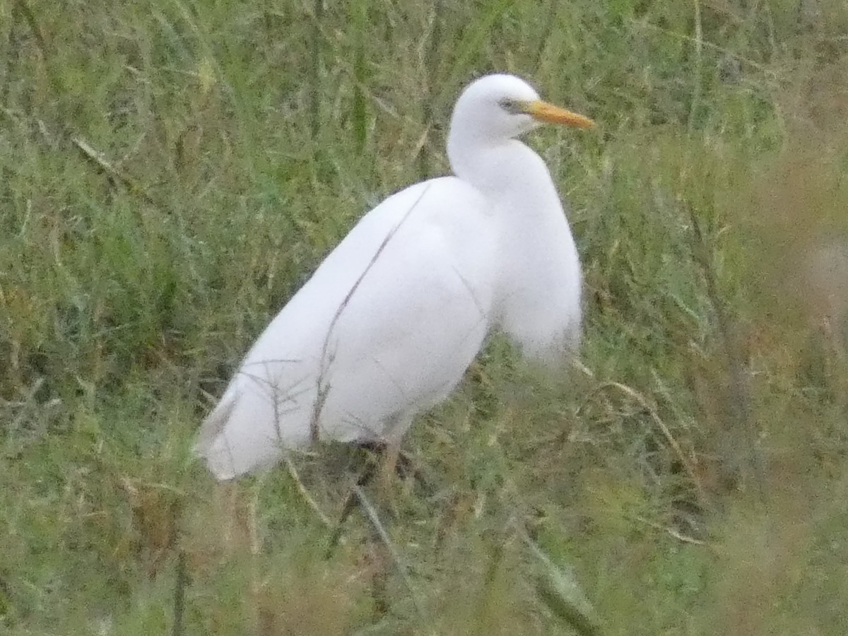 Yellow-billed Egret - ML559318641