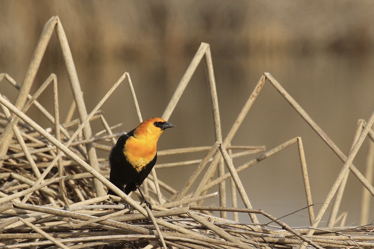 Yellow-headed Blackbird - Russ Morgan