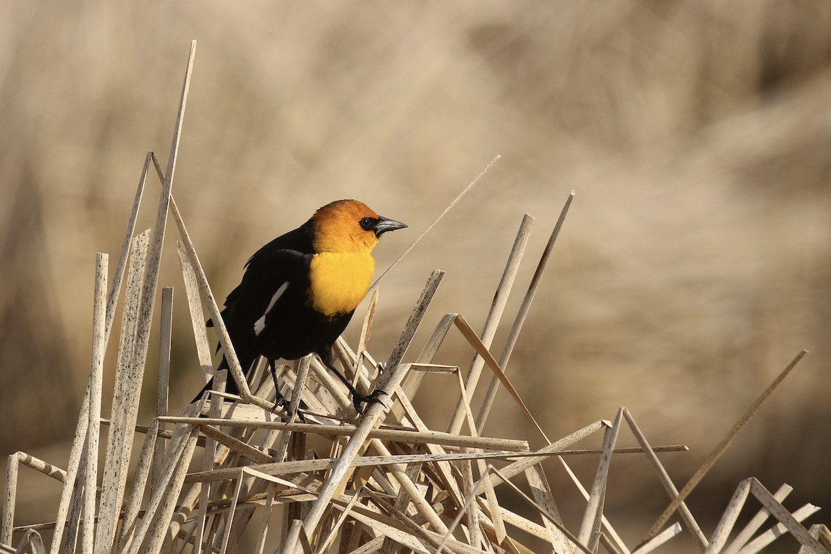 Yellow-headed Blackbird - Russ Morgan