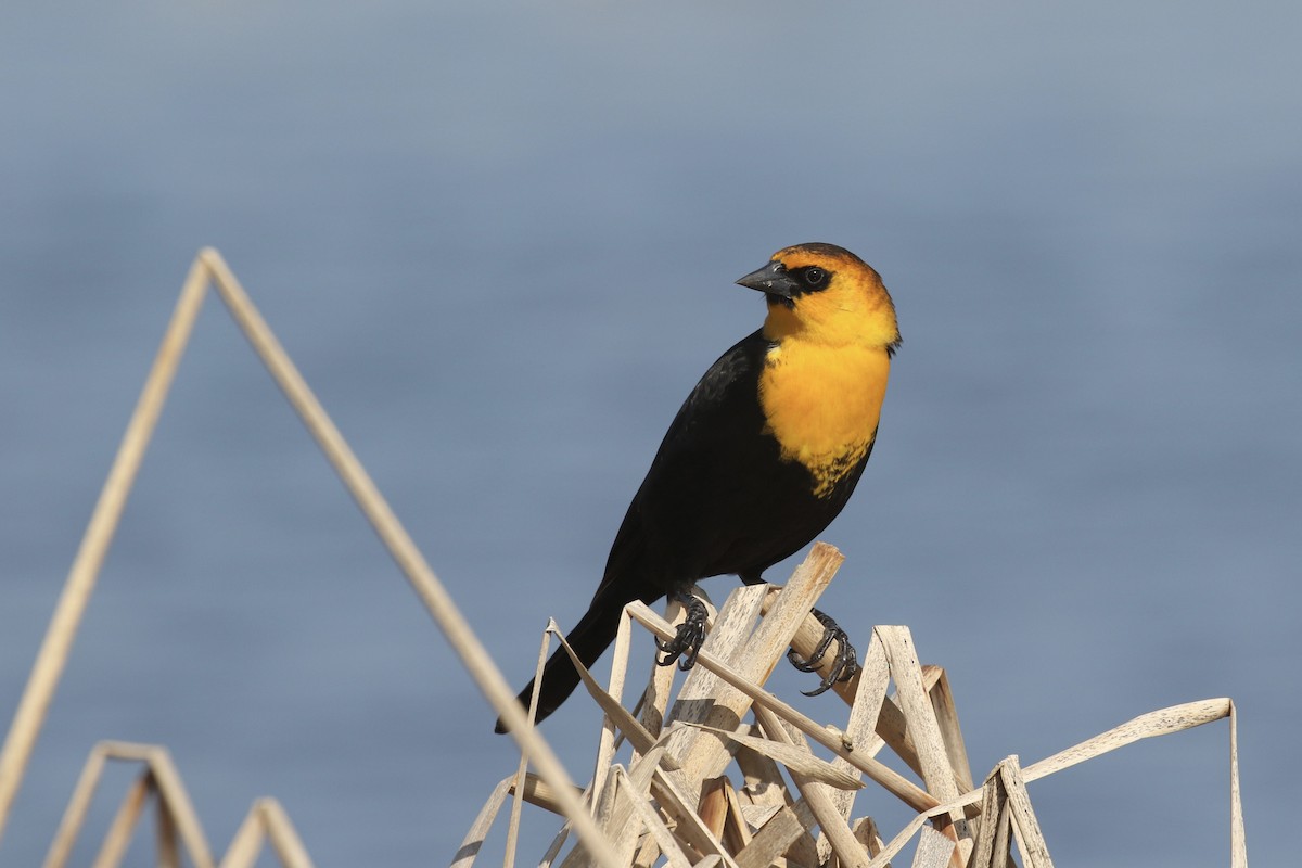 Yellow-headed Blackbird - Russ Morgan