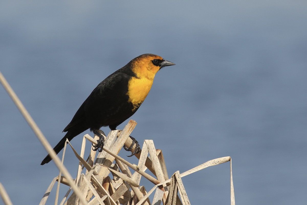 Yellow-headed Blackbird - Russ Morgan