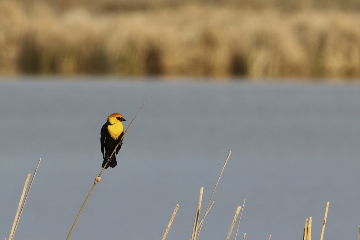 Yellow-headed Blackbird - ML559318771
