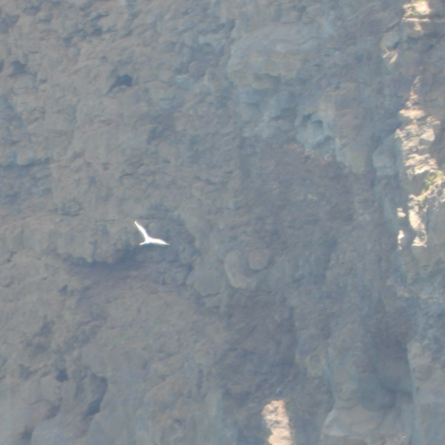 White-tailed Tropicbird - ML559319011