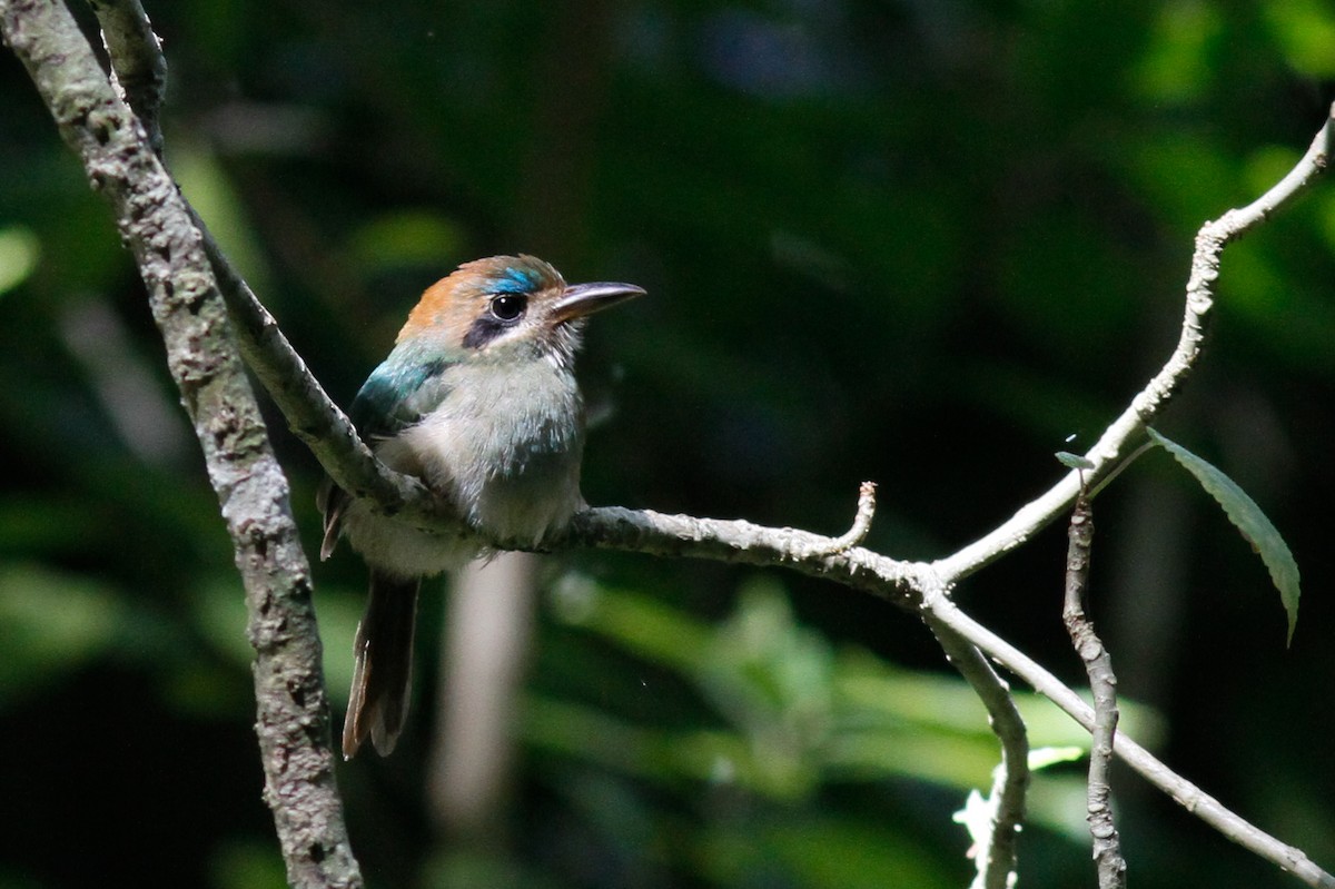 Tody Motmot - ML559321521