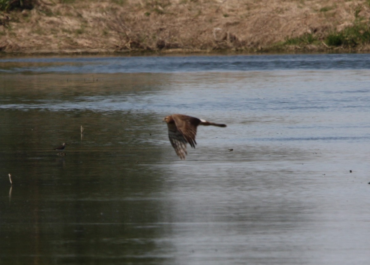 Northern Harrier - ML559321561