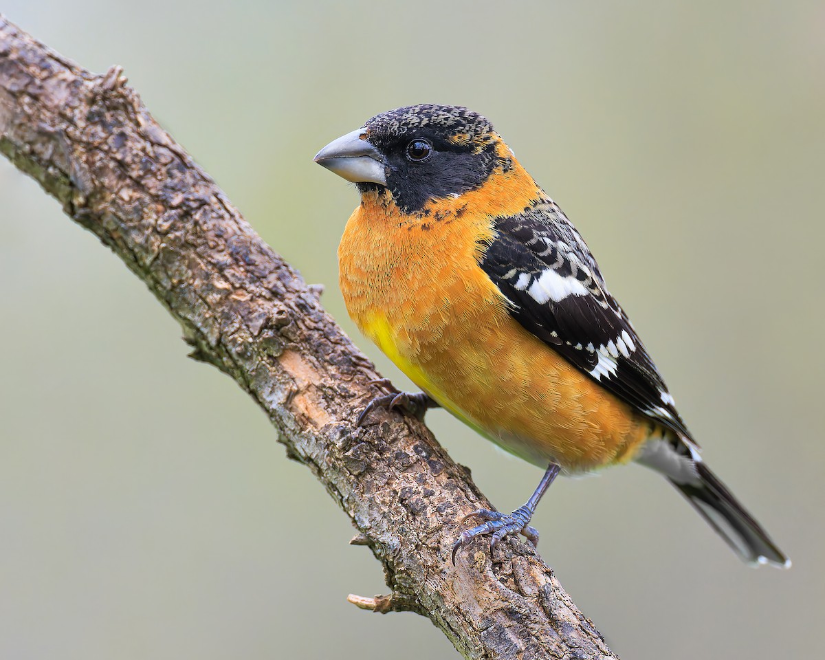 Black-headed Grosbeak - ML559321971