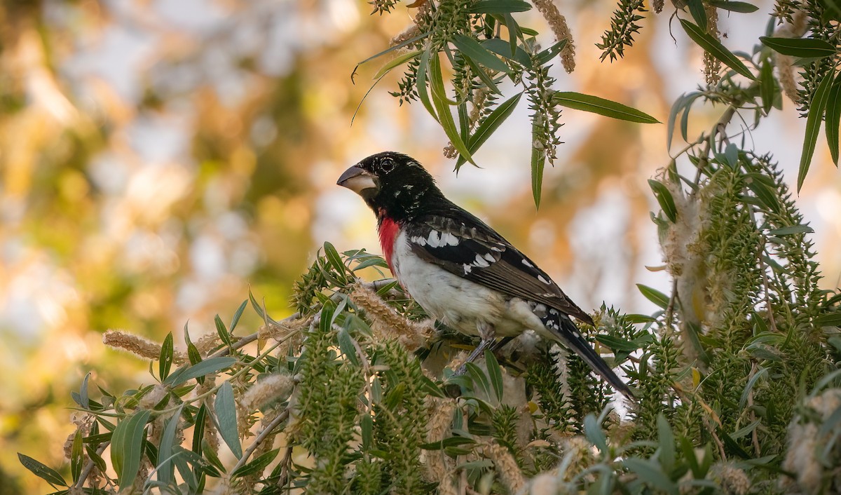 Rose-breasted Grosbeak - ML559322011