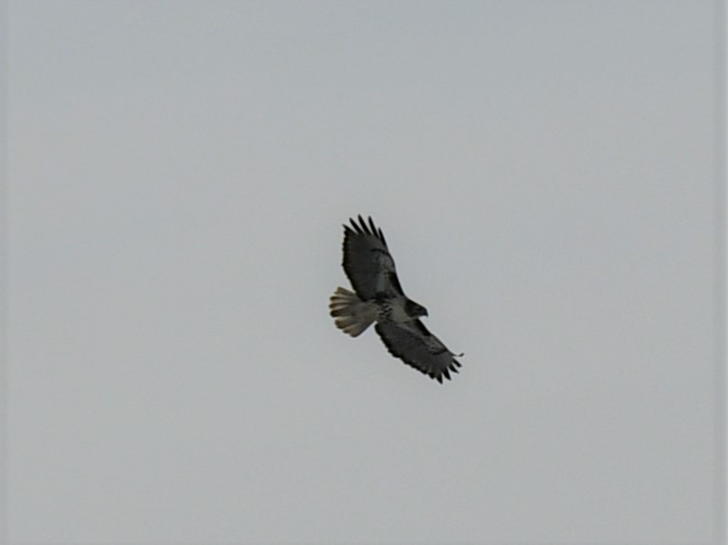 Red-tailed Hawk - ML559325531