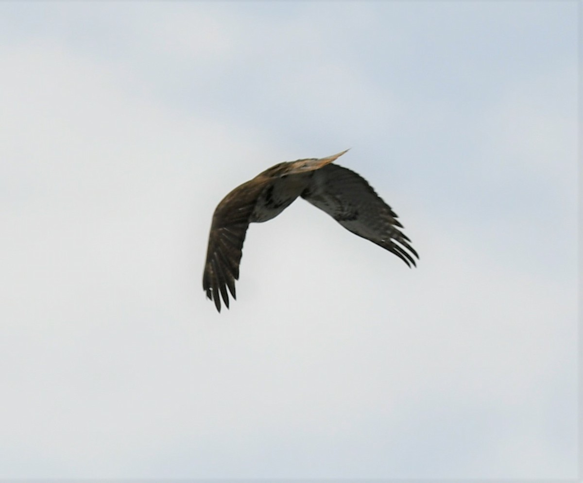 Red-tailed Hawk - ML559325661