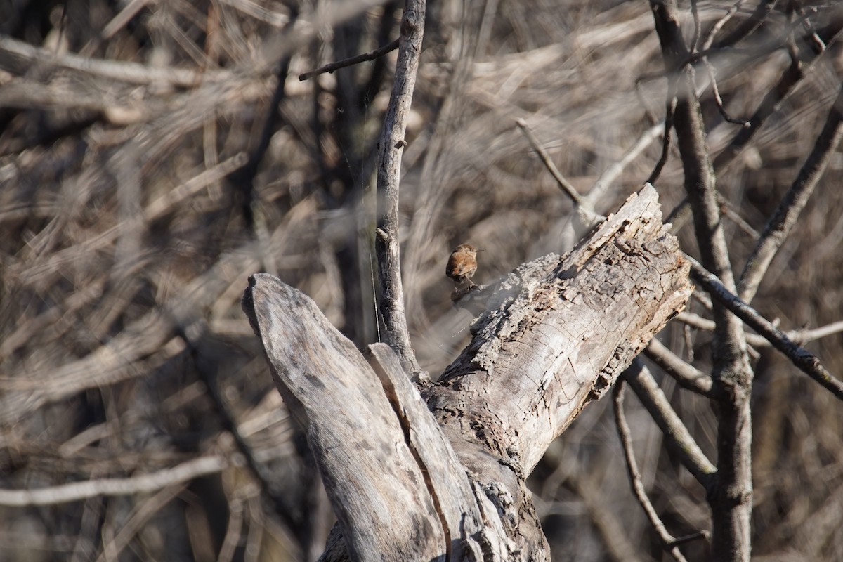 Winter Wren - Gary Fung