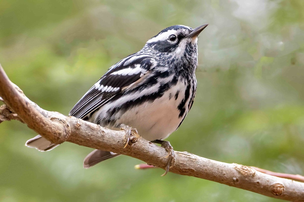 Black-and-white Warbler - ML559326431