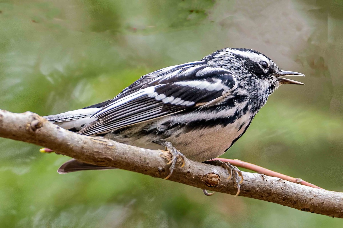 Black-and-white Warbler - ML559326461