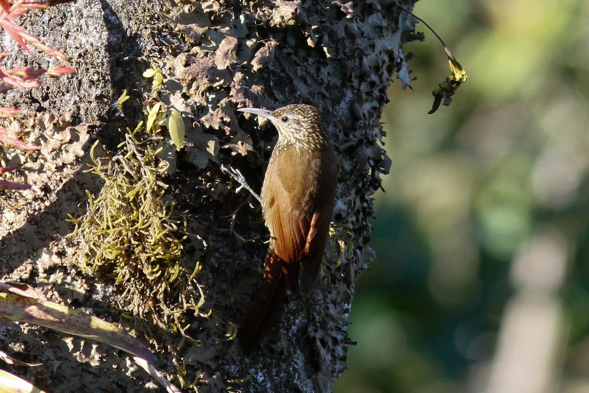 Spot-crowned Woodcreeper - ML559326681