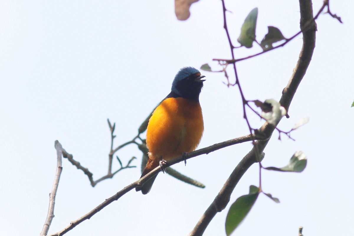 Elegant Euphonia - Justyn Stahl