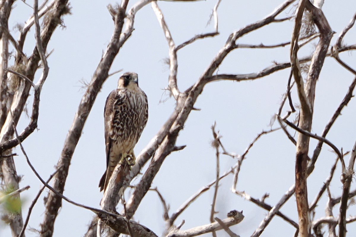 Peregrine Falcon - ML559328001