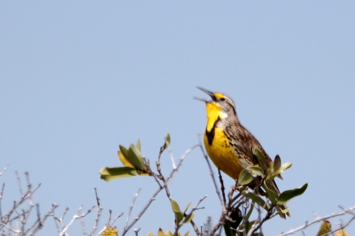 Western Meadowlark - steve b