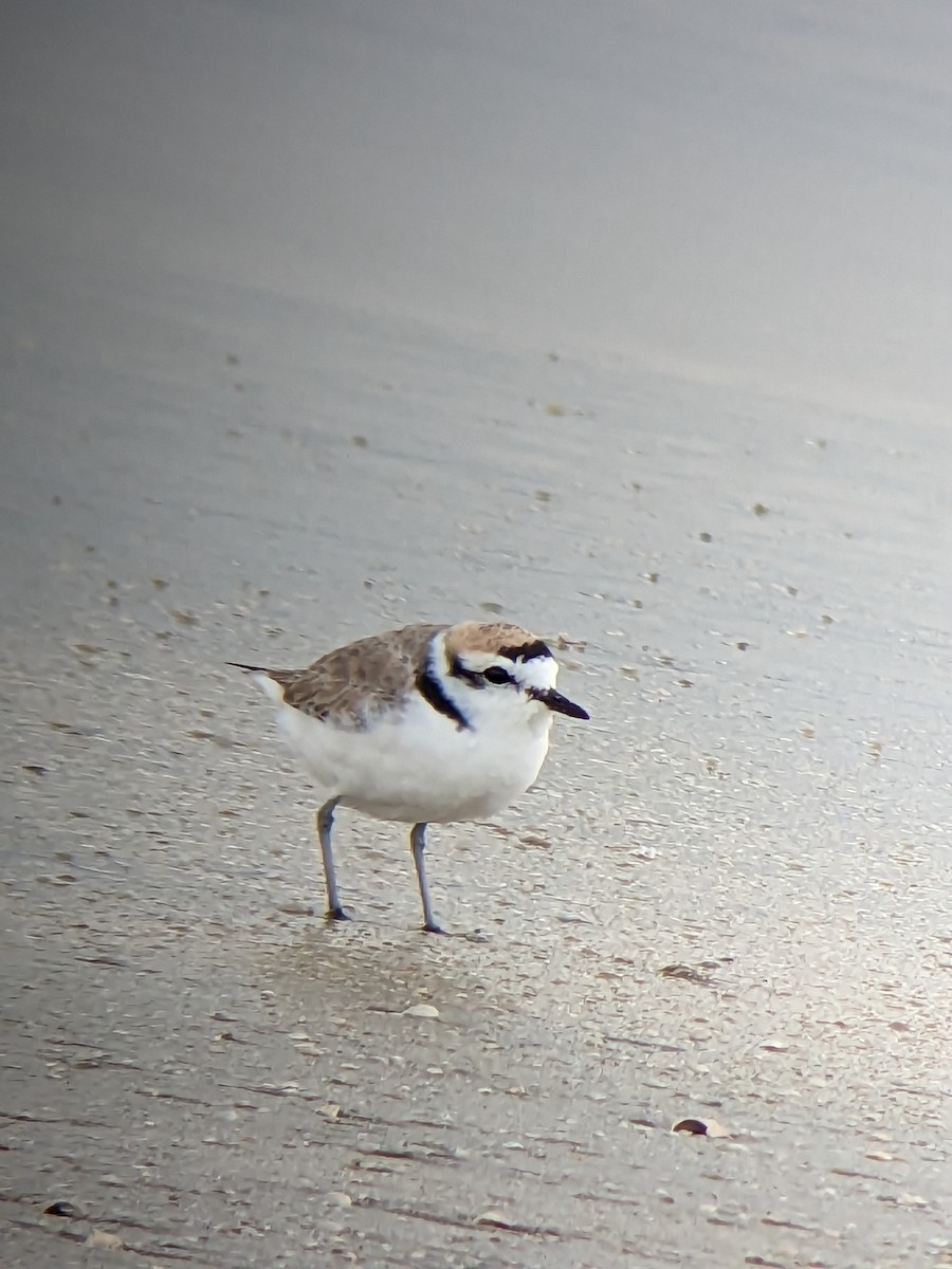 Snowy Plover - ML559328701