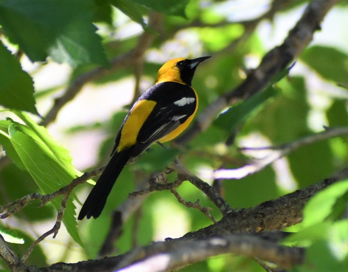 Hooded Oriole - Jon McIntyre