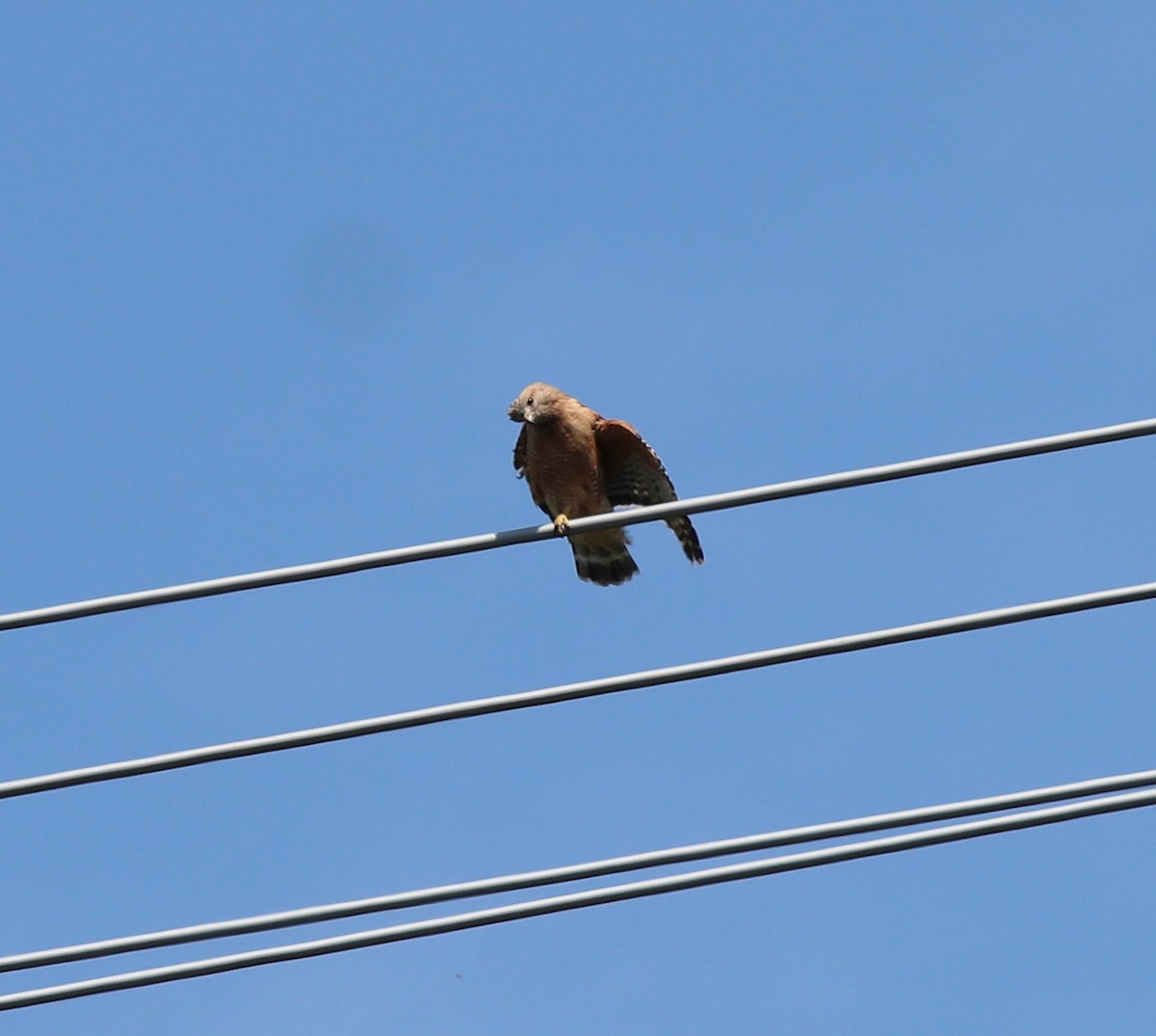 Red-shouldered Hawk - ML559329391