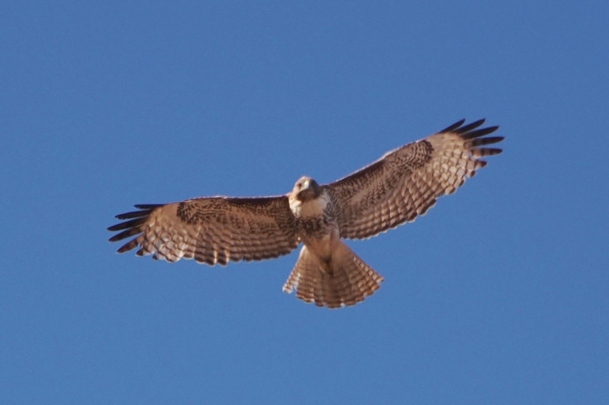 Red-tailed Hawk - ML559330221