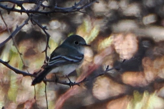Gray Flycatcher - ML559330251