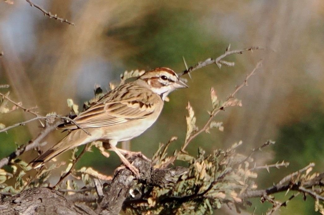 Lark Sparrow - ML559330271