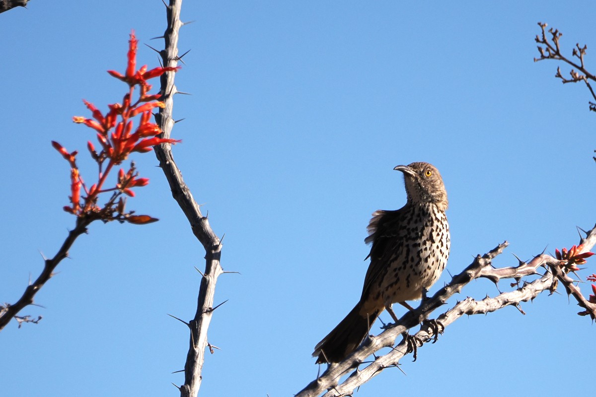 Gray Thrasher - ML559330281