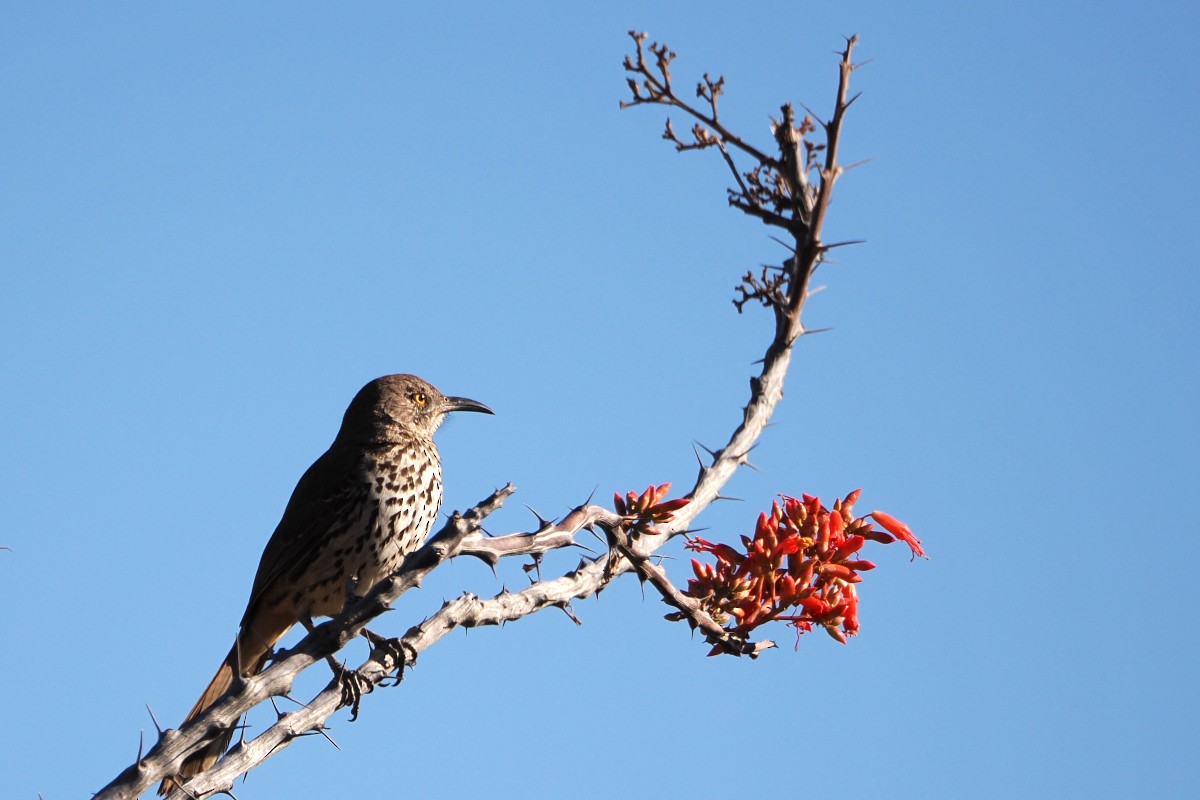 Gray Thrasher - ML559330291