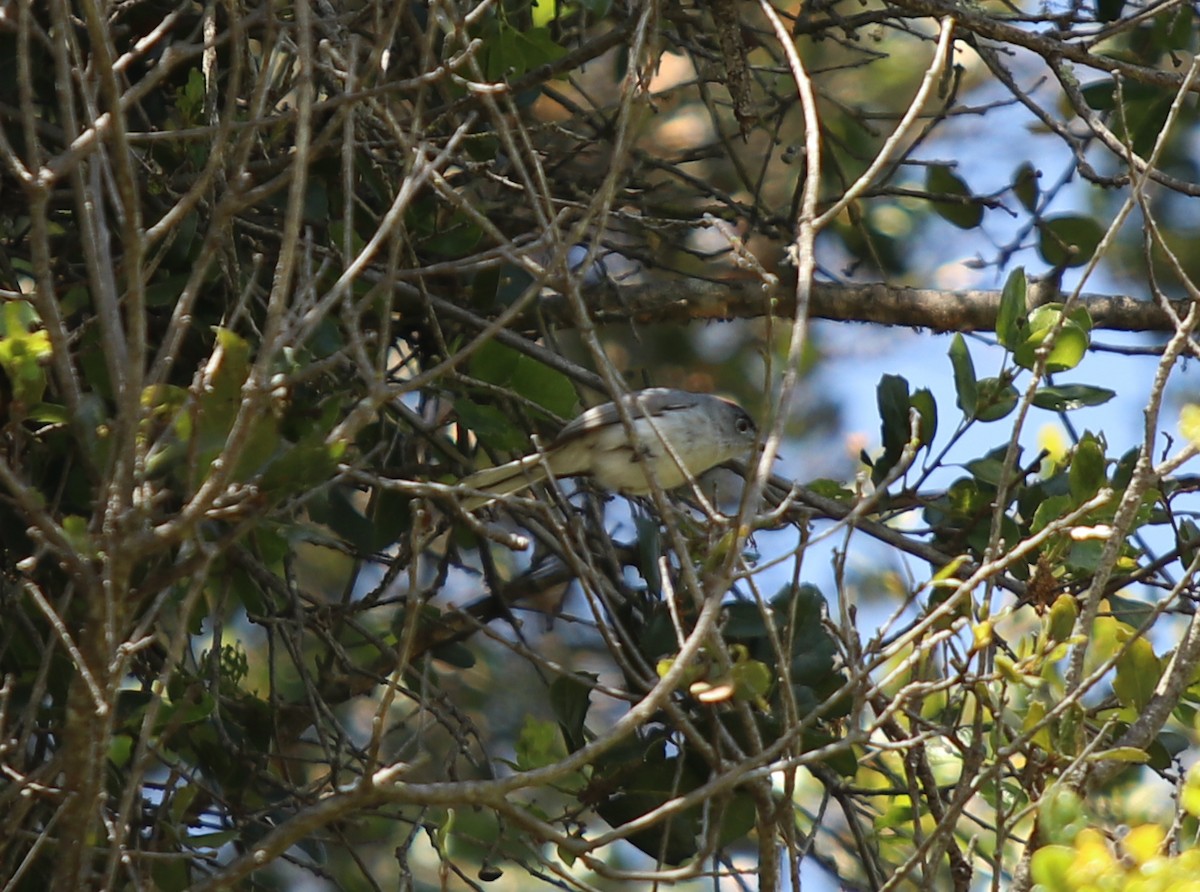 Gobemoucheron gris-bleu - ML559330571